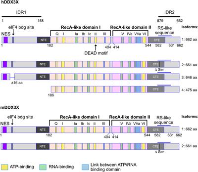 Frontiers | The RNA Helicase DDX3 And Its Role In C-MYC Driven Germinal ...